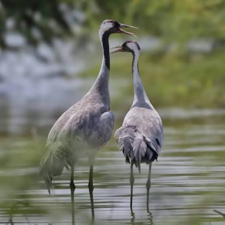 Common Cranes (scientific name: Grus grus). In Pakistan, they are popularly known as Koonj. Locations in Pakistan These birds are migratory. They travel from Siberia to spend the winter in Pakistan. You