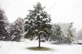冬のシーズンの最初の雪の落下は松の木がまだ地面の下の枝をカバーします。雪降り続けます。 の写真素材・画像素材. Image 11134586.