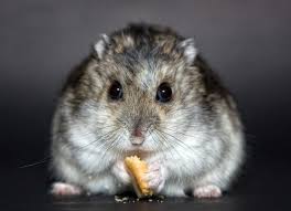 How Big Do Hamsters Get These Numbers May Surprise You