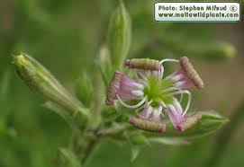 Silene fruticosa (Woody Catchfly) : MaltaWildPlants.com - the online ...