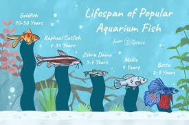 Average Lifespans Of Different Aquarium Fish Species