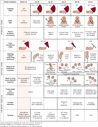 Chapter 44 Examination Of The Newborn Infant Rudolphs