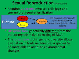 Title Your Page Sexual Vs Asexual Reproduction Notes