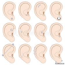 Ear Piercings Chart Twelve Different Illustrated Examples