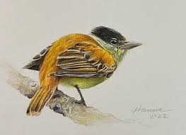 realistic bird in colored pencil