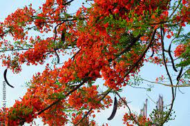 flamboyant tree or phoenix flower