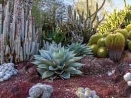 Desert Garden Theme What Plants Are