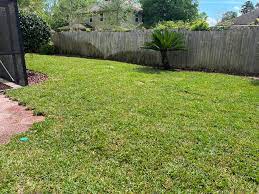 rate my new st augustine sod 14 days