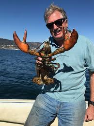 diver finds maine lobster off southern