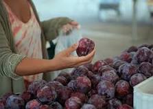 Will plums ripen in the refrigerator?