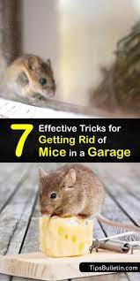 quick tips for killing mice in the garage
