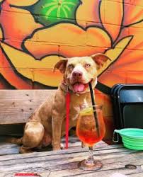 dog friendly spots in nyc to hang with