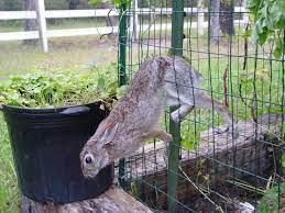 Rabbit Proof Garden Fence How To