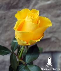 50 yellow roses rosanti flowers