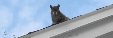 How To Remove A Wild Animal In The Chimney