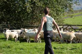 sheep shearing singlet