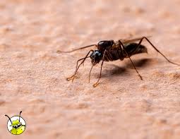 carpenter ants how to spot them pest
