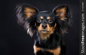 russian toy terrier dog long haired