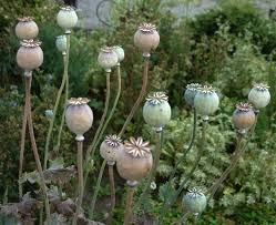 Growing poppies in your garden. B D Lilies Garden Blog How To Plant Poppy Seeds Easy Instructions