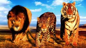 Harimau adalah karnivora tanah terbesar ketiga (di bawah beruang kutub dan beruang coklat). Perbedaan Harimau Macan Dan Singa Romeltea Media