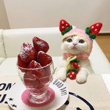 Yes, strawberries are safe for cats in moderation, according to the aspca. Molly Lambert On Twitter Apparently They Re Not Toxic To Cats Which Is Good Because It Was Very Cute