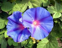 Year round blooming perennials produce year round flowers and beautify your garden. Morning Glories For The Garden Different Types Of Morning Glory Plants