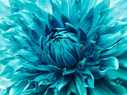 青緑色のダリアの花。 マクロ。カラフルな大きな花です。背景の花から。自然。 の写真素材・画像素材. Image 88976090.