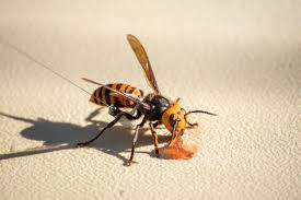 what are asian giant hornets and are