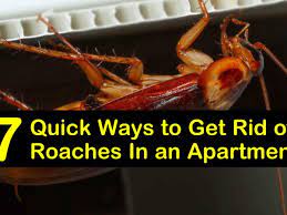 get rid of roaches in an apartment