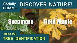 how to identify uk trees sycamore and
