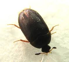 carpet beetle atenus unicolor