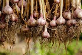 How To Plant Grow And Harvest Garlic