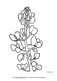 1020x1440 bluebonnets coloring pages to print coloring for kids. Bluebonnet Coloring Pages Free Flowers Coloring Pages Kidadl