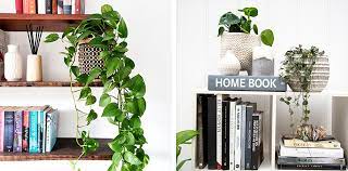 top indoor plants for bookshelves