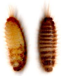 pantry beetle larvae what s that bug
