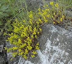 gold moss stonecrop flower seeds