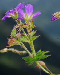 Geranium sylvaticum - Wikipedia