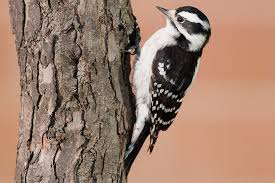 Gallery Of North American Woodpeckers