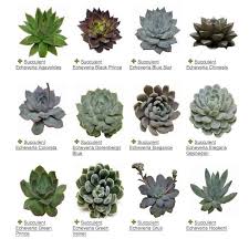 Succulents A Plant Guide My