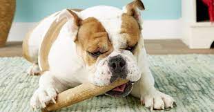 the many benefits of chew toys for dogs