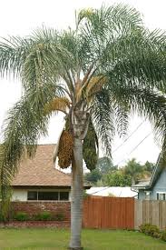 Choose from stunning japanese acers, olive trees and other tens of species of trees. The Queen Palm Syagrus Romanzoffiana