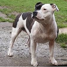 The staffordshire bull terrier is a bright, active dog breed that makes a wonderful companion. Dardanians Staffordshire Bull Terrier Breeder In West Norwood Greater London