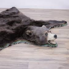 grizzly bear taxidermy rug brown