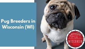 These adorable, friendly, and loving pug puppies are playful and make a great addition to any family. 3 Pug Breeders In Wisconsin Wi Pug Puppies For Sale Animalfate