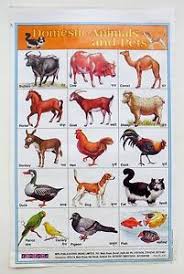 Details About India School Chart Poster Print Domestic Animals And Pets Ct85