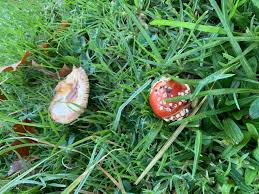 Dogs explore the world by scent and taste, and the texture of a mushroom might also be intriguing to an unless you are a mycologist, veterinarians caution against trying to identify the mushroom in question yourself, and instead urge. Why Do I Have Mushrooms In My Lawn My Home Turf