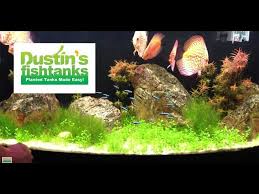 high tech co2 aquarium plant tips