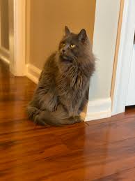 The nebelung is quite a new cat breed, and it started with cats named siegfriedand and brunhilde in the mid 1980s. My Vet Said She Highly Doubts She S A Nebelung Since She Was A Stray Cat In The Shelter For A Year Thoughts Nebelung