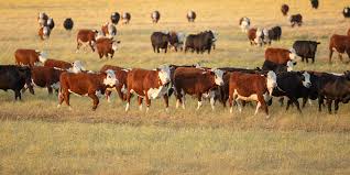 $6m to reduce livestock methane - New England Times