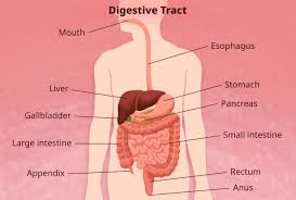 digestive system diseases common rare